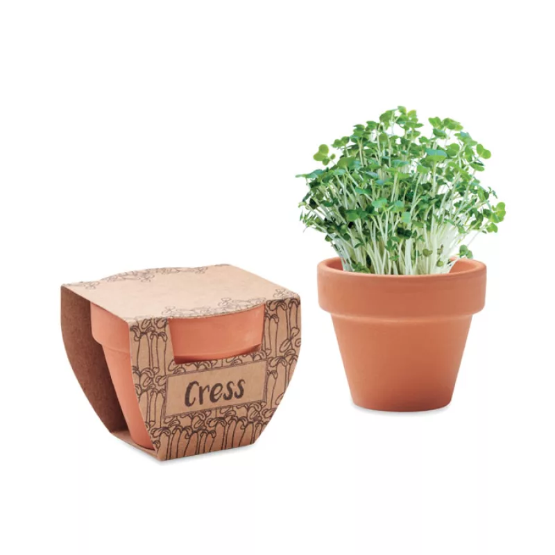 Pot avec graines de cresson, Bois